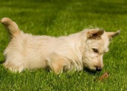 Body – due to short legs, it has a rectangular, elongated format. Bitches are usually tall ...