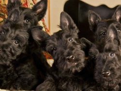 Scottish Terrier puppies are active, curious, and fearless. The main aspect of choosing a pet is ...
