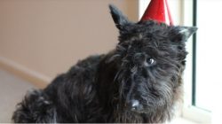 The Scottish Terrier is a classic burrowing dog. The hunting instincts must be compensated for b ...