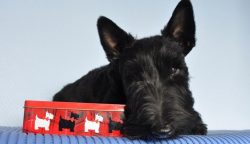 The average lifespan of the Scottish Terrier is 12-15 years. With good heredity and quality care ...