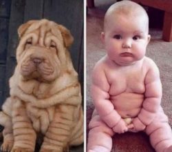 The numerous folds that make the dog unique are also no coincidence. These subcutaneous deposits ...