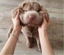 It is believed that in the past, dogs were used for protection and hunting. At some point, the d ...
