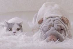 Initially, the Shar-Pei breed of dogs was referred to as watchdogs. Strong, muscular dogs are st ...