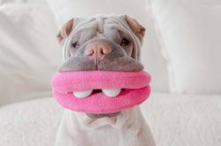 At first, it may seem that the dogs are slow and indecisive, but this is not so. This breed is d ...