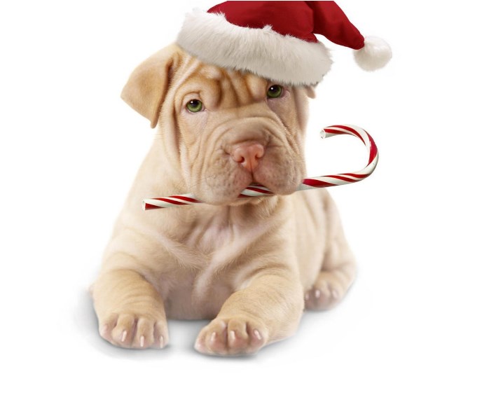 If you do not accustom the dog to a firm hand, this will result in the dog simply not obeying, b ...
