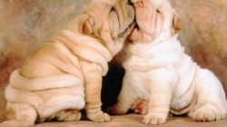 Animals love to dominate the owner, so the Shar-Pei needs to immediately show who is in charge. 