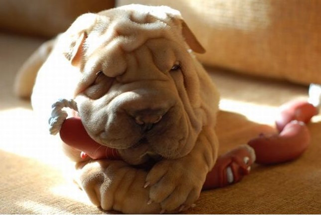 Despite their willfulness, Shar-Pei is devoid of aggression towards household members. With prop ...