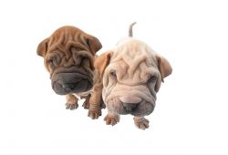 Although the appearance of the Shar-Pei is gloomy and gray, the dogs get along well in the famil ...