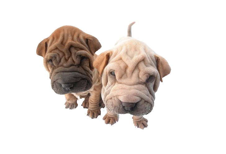 Although the appearance of the Shar-Pei is gloomy and gray, the dogs get along well in the famil ...