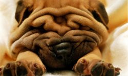 Inexperienced breeders may mistakenly think that Shar-Pei is stubborn and disobedient. However,  ...