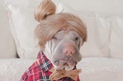 Dogs love funny companies and guess the mood of the household, they are very attached to the fam ...