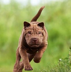 Dogs have two distinctive features: many folds and a dark blue tongue. Because of the color of t ...