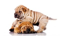 In order for the dog to be kind and sociable, the Shar-Pei needs to be taught to people from pup ...