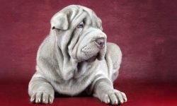 It may seem very difficult for inexperienced dog breeders to make friends with such an animal, t ...