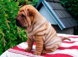 It is recommended to start training and socialization of the dog from three months. It is almost ...