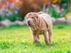 Shar-Pei loves an active lifestyle, so dogs do not feel well in city apartments. In a private ho ...