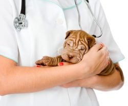 Shar-Pei has poor health, so it is recommended to wear warm overalls during the cold season. 