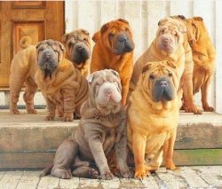 It is advisable to put a house or a bed for a dog in a secluded corner, without drafts, with a l ...