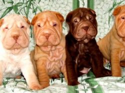 Bathe the dog once a month and use a rubber brush to remove dead hairs. Shar Pei’s sensiti ...