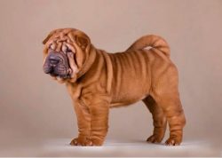 The dog’s diet should be approached with all severity, without saving, as this can affect  ...