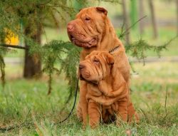 Small Shar-Pei puppies are fed 3 times a day. Six-month-old dogs are gradually being transferred ...
