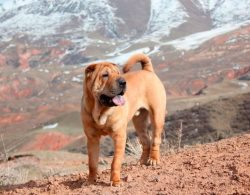 If you take proper care of your pet, then a Shar-Pei at home will live from 7 to 12 years. 