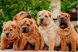 Dogs living in enclosures, according to statistics, live longer than apartment ones, since they  ...