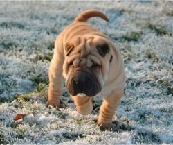 Shar-Pei can become a good friend and obedient guard if you invest in his education and training. 