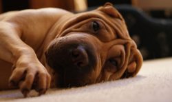 If you have a desire to have a Shar-Pei, then it is better to take a closer look at the little p ...