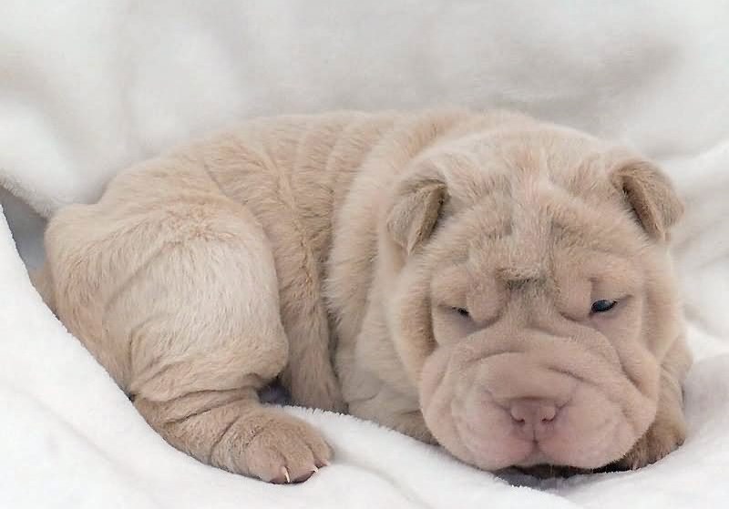 The Shar-Pei is devoted to his family to self-forgetfulness, and if it is necessary to give his  ...