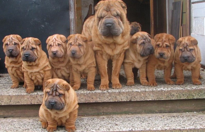 These dogs have been used as guards and watchmen for hundreds of years, and therefore militancy  ...