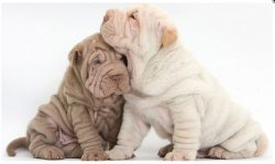 This breed perfectly accepts children, loves to spend time with them, play, walk. 