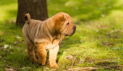 These pets have inner pride and independence, despite their obedience and dedication to the owne ...