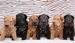 The Shar-Pei breed was bred specifically with folds in the skin to gain an advantage in dog fights. 