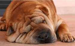 If the dog does not obey you, you can take away your favorite toy and not give it away until it  ...