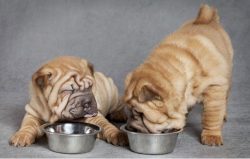 As a rule, small puppies are fed up to 6 times a day. The frequency of feeding is gradually redu ...