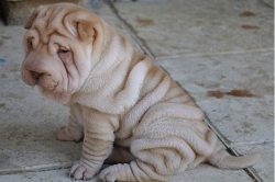 In adults, folds should be on the forehead, muzzle, cheeks, and neck. Their presence on the rest ...