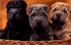 The main characteristic of the breed is the character of the skin, which appears as folds. This  ...