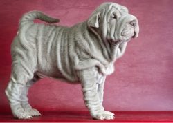 Shar-Pei dogs have a rather compact, but at the same time strong constitution, although the body ...