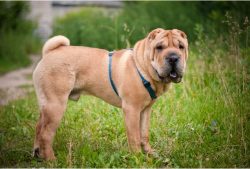 With a weight of 18 to 35 kilograms, the growth of males is 49-51 cm, and of females – 44- ...