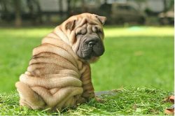 This breed of dog is considered the most amazing and most mysterious. Previously, this breed was ...