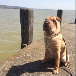 A French proverb says: “If you go to visit and take a Shar-Pei with you, do not be surpris ...