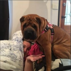 According to legend, the Shar-Pei licked the moon, so his tongue turned blue. The ancient Chines ...