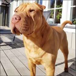 According to legend, in the drawing of the folds on the Shar Pei’s forehead, a hieroglyph  ...
