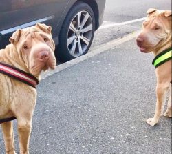 Shar-Pei was also used as a fighting dog, but the dog’s peaceful nature prevented them fro ...