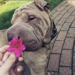 According to dog breeders, Shar Pei does not lend themselves to classical training, you need to  ...
