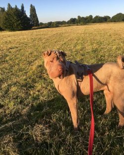 This animal is called the sage dog or the philosopher dog. Sharpei is a calm, self-possessed, in ...