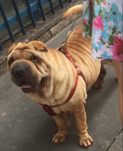 Shar-Pei is prone to hereditary and skin diseases. Dogs should be bathed frequently and checked  ...