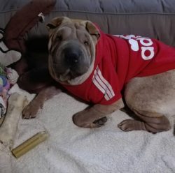 Shar-Pei is unlike other dog breeds and is always kept apart. They are attached to the owner and ...