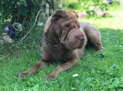 Shar-Pei willingly memorizes commands and executes them, unless, of course, you start education  ...
